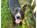 Adopt Raven a Pit Bull Terrier