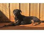 Adopt CASSIDY a Rottweiler, Pit Bull Terrier