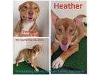 Adopt Heather a Mixed Breed