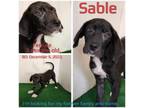 Adopt Sable a Labrador Retriever, Mixed Breed