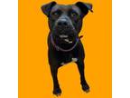 Adopt Starbucks a Pit Bull Terrier, Labrador Retriever