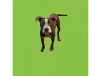 Adopt Lilo a Pit Bull Terrier, Pointer
