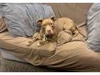 Adopt Bella a Pit Bull Terrier