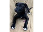 Adopt Livia a Labrador Retriever, Terrier