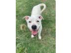 Adopt Opal a Pit Bull Terrier