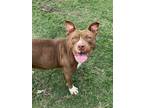 Adopt Penny Lane a Pit Bull Terrier