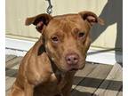 Adopt Francis a American Staffordshire Terrier