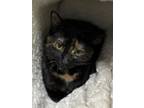 Adopt Letti a Domestic Short Hair