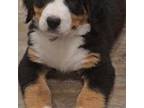 Bernese Mountain Dog Puppy for sale in Davenport, WA, USA