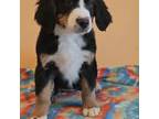 Bernese Mountain Dog Puppy for sale in Davenport, WA, USA