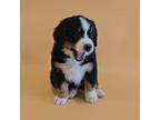 Bernese Mountain Dog Puppy for sale in Davenport, WA, USA