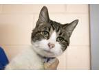 Adopt Sophie a Domestic Short Hair