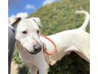 Adopt DENISE a Bull Terrier, Mixed Breed