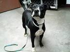 Adopt SALT a Pit Bull Terrier, Rottweiler