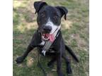 Adopt Penelope a Labrador Retriever