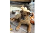 Adopt Winnie a German Shepherd Dog, Shepherd