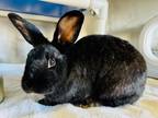 Adopt ANDROMEDA a Bunny Rabbit