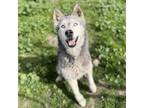 Adopt AKIRA a Siberian Husky, Mixed Breed