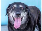 Adopt HARLEY a Labrador Retriever