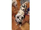 Adopt Suzie Q a Dalmatian