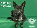 Adopt NUTELLA a Australian Cattle Dog / Blue Heeler