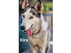 Adopt Kira a Husky