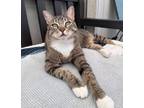 Adopt Lei Lani a Domestic Short Hair