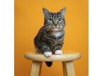 Adopt Bea a Domestic Short Hair