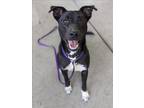 Adopt PEPPER a Labrador Retriever, Mixed Breed