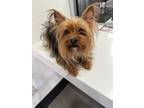 Adopt A684129 a Yorkshire Terrier