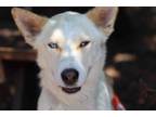 Adopt Buttercup a Siberian Husky, Shepherd