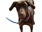 Adopt Celine a Doberman Pinscher