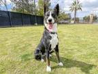 Adopt WENDY a Border Collie, Mixed Breed