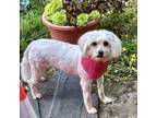 Adopt YSABEL a Terrier, Lhasa Apso