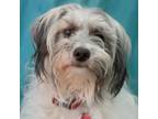 Adopt FLORA a Shih Tzu, Terrier