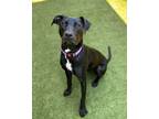 Adopt Jaimie a Labrador Retriever, Pit Bull Terrier