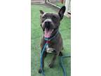 Adopt PETUNIA a Pit Bull Terrier