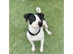 Adopt Bora a Pit Bull Terrier