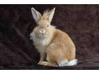 Adopt ADELAIDE a Bunny Rabbit