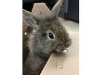Adopt ELOISE a Bunny Rabbit
