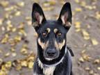 Adopt WILLA a Australian Cattle Dog / Blue Heeler, Mixed Breed