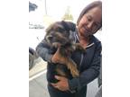 Adopt Betty a Border Terrier, Norfolk Terrier