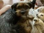 Adopt Betty a Border Terrier, Norfolk Terrier