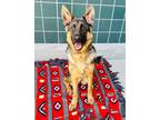 Adopt DAHLIA a German Shepherd Dog