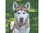 Adopt CONELA a Siberian Husky