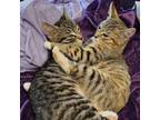 Adopt Betty Lou and Xanadu Kittens a Domestic Short Hair