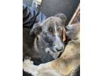 Adopt A131316 a Border Collie, German Shepherd Dog