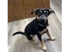 Adopt SLOANE a Labrador Retriever, German Shepherd Dog