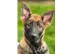 Adopt Helene a German Shepherd Dog