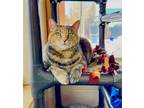 Adopt ANGEL a Domestic Short Hair